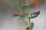 Scarlet calamint